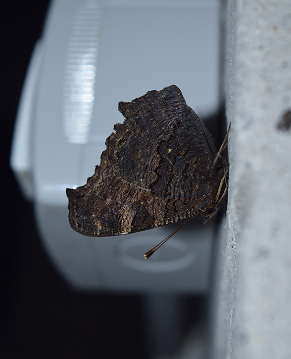 Ospite in cantina - Aglais io